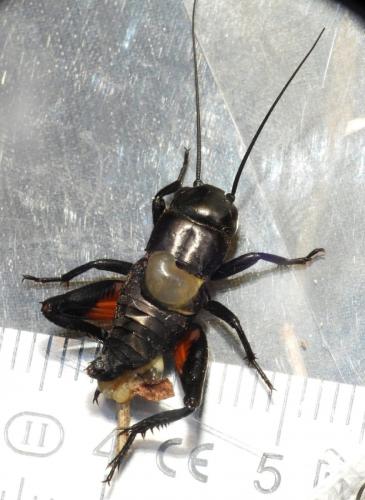 Gryllus campestris